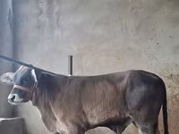 Bik, Brahman — fotografija 3