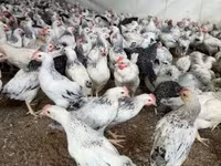 Chickens — 照片 1