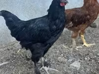 Chickens — foto 2
