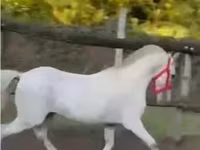 母马, Horses — 照片 5