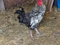 Chickens — foto 1