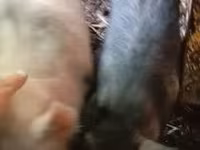 母猪, Вьетнамская вислобрюхая — 照片 1