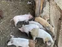 Cerda, Cerdos — foto 1