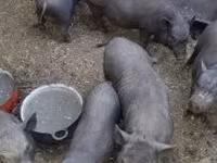 Locha, Świnie — zdjęcie 3