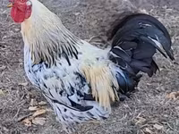 Chickens — الصورة 4