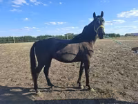 Koń, Nonius horse — zdjęcie 1