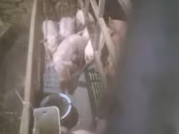 सूअर (लॉट, लिंग निर्दिष्ट नहीं), सूअर — फ़ोटो 1