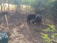 Qoyun, Racka sheep — foto 3