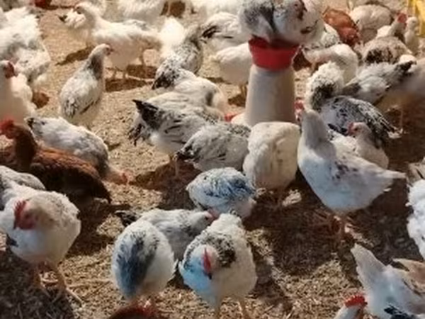 Chickens