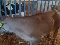 Bik, Simmental cattle — fotografija 2