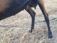 母山羊, Alpine goat — 照片 4