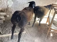 Qoʻchqor, Rhon sheep — 3-rasm