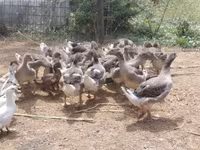 Geese — Foto 5