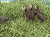 Turkeys — photo 3