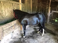 Hengst, Shetland Pony — Foto 2