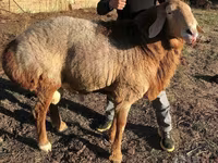 Ram, Sheep — photo 1