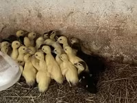 Ducks — fotografija 1