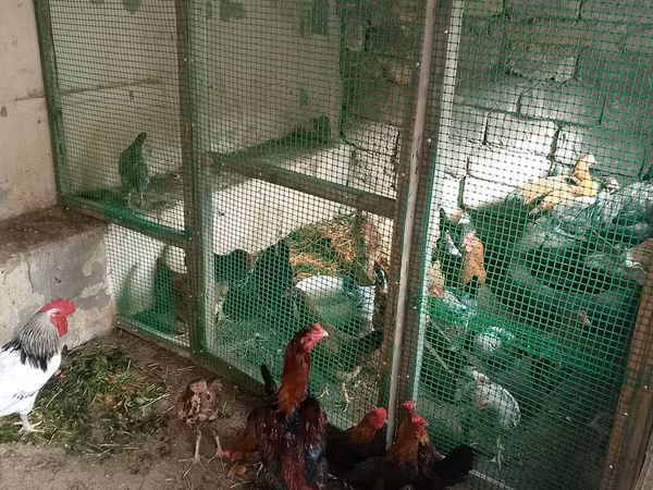 Japanski bantam