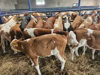 Krava, Simmental cattle — fotografija 2