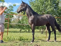 Koń, Nonius horse — zdjęcie 8