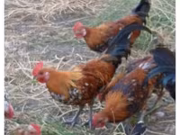 Chickens — zdjęcie 1