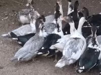Ducks — fotografija 2
