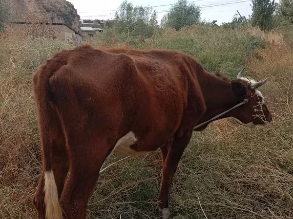 Сиыр, Ірі қара