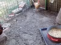 Chickens — foto 4