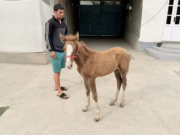 Égua, Cavalos