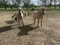 घोड़ी, Fjогd — फ़ोटो 1