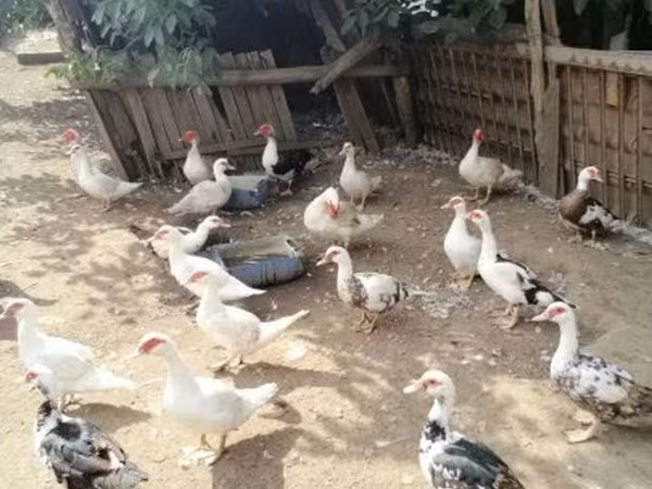 Ducks