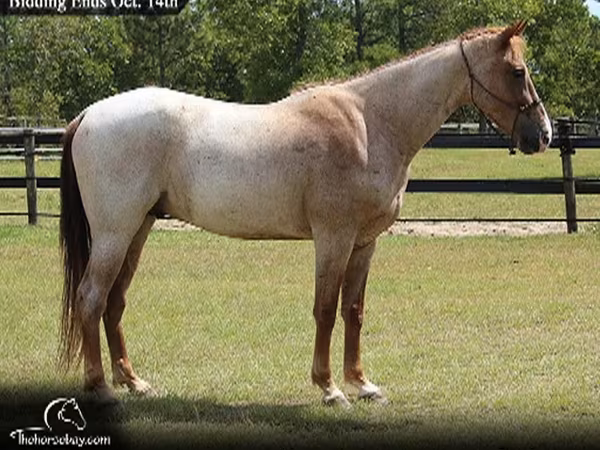 Кінь, Tennessee Walking Horse