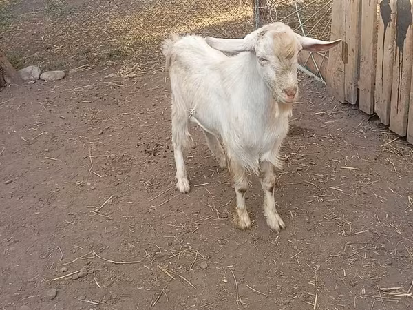 Jarac, Saanen goat
