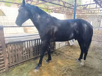 Caballo, Friesian sport horse — foto 1