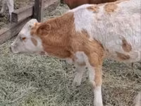 公牛, Simmental cattle — 照片 4