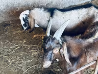 Bode, Nubian Goat — foto 7