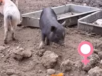 猪（批次，未指定性别）, Pigs — 照片 3