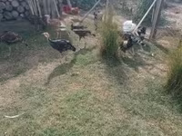 Turkeys — zdjęcie 4
