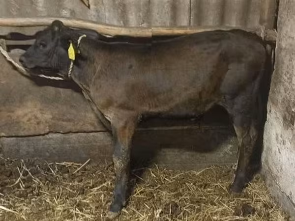 Byk, Swiss cattle