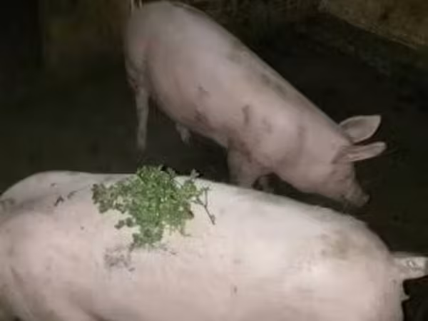 Porca, Porcos — Hungria