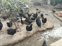 Australorp — fotografija 4