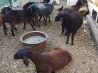 Qoç, Arabi sheep — foto 4