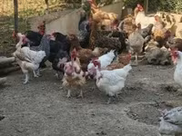 Chickens — zdjęcie 2