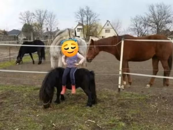 Koń, Shetland Pony