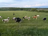 Krowa, Russian Black pied cattle — zdjęcie 3