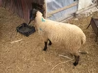 Carneiro, White Suffolk sheep — foto 3