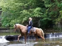 Horse (M), Palomino — photo 6