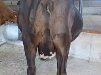 Krowa, Bydło — zdjęcie 3