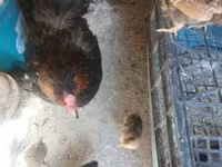 Chickens — fotografija 7