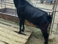 Bode, Nubian Goat — foto 1